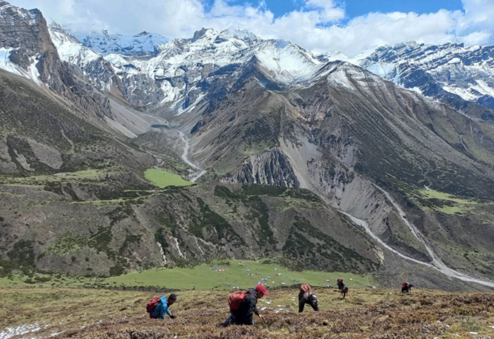 छेकम्पारका बासिन्दा यार्सागुम्बा सङ्कलन गर्न छेके र बाजु लेकतिर